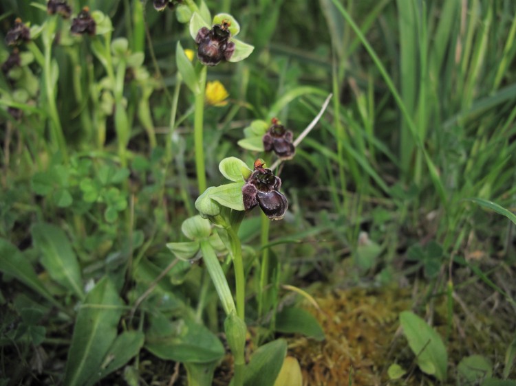 Ophrys bombyliflora